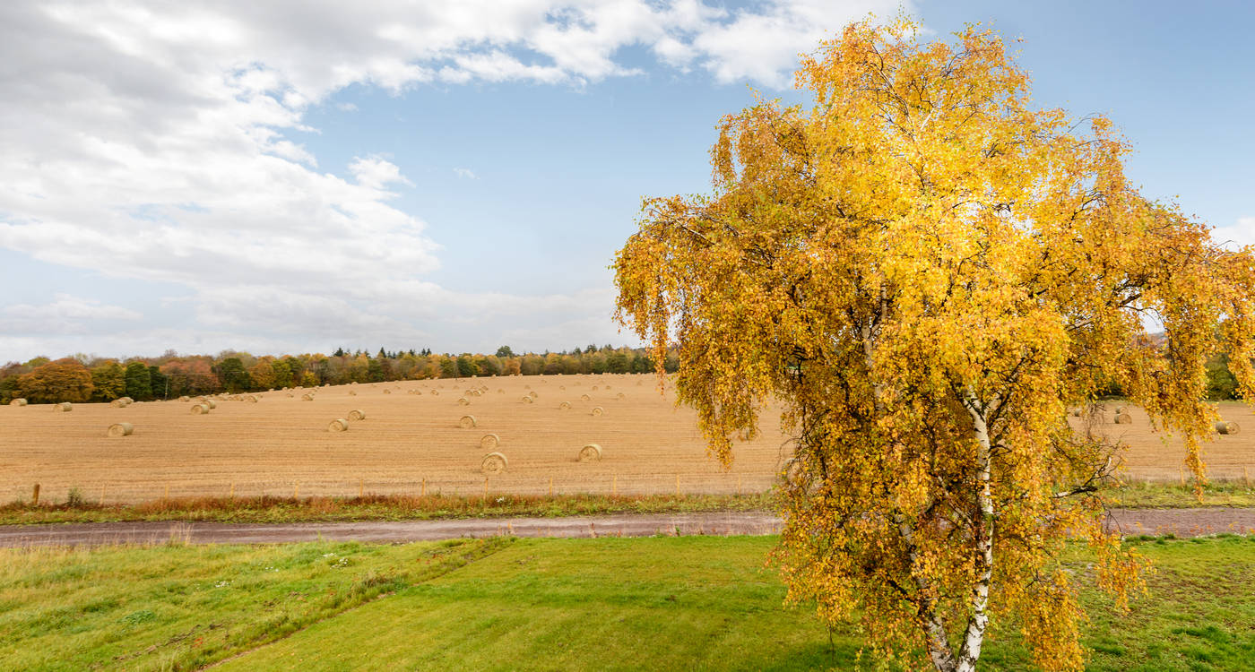 Autumn fields rolling out behind a yellow-leaved birch tree under a wide cloudy sky